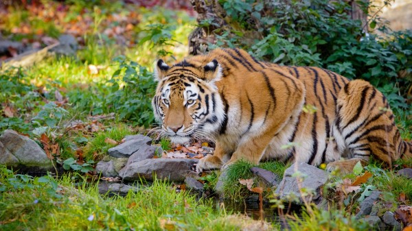 Tiger Big Cat Formidable wallpaper