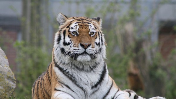 Tiger Big Cat Glance Image wallpaper