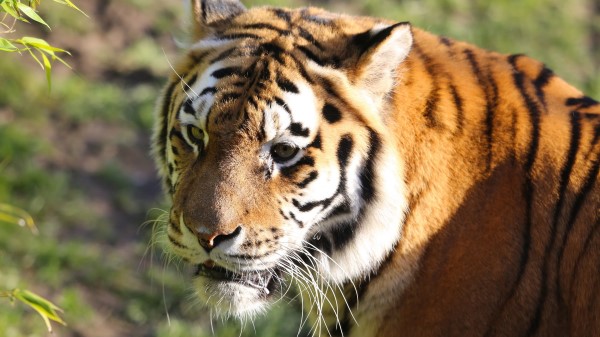 Tiger Big Cat Glance Wallpaper