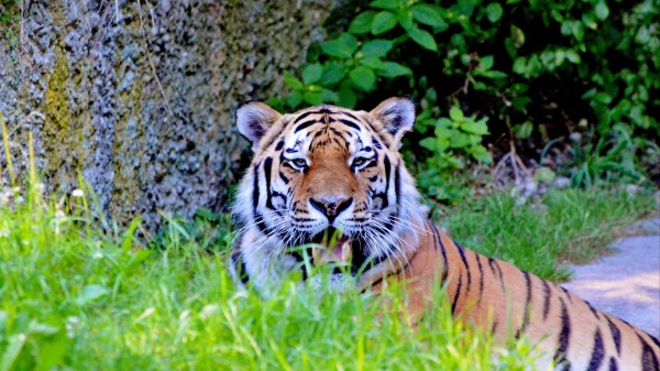 Tiger Big Cat Predator Look wallpaper