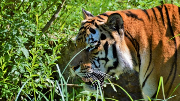 Tiger Big Cat Predator Muzzle wallpaper