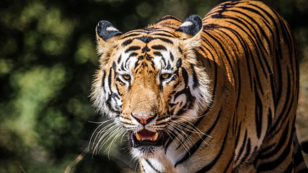 Tiger Big Cat Predator wallpaper