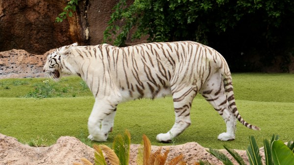 Tiger Carnivore Walking Grass wallpaper