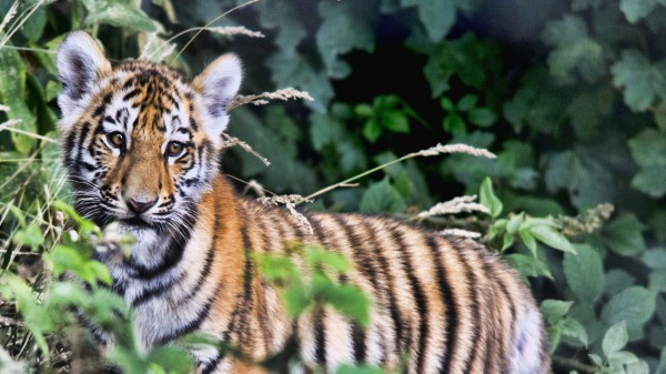 Tiger Cub Predator Foliage wallpaper