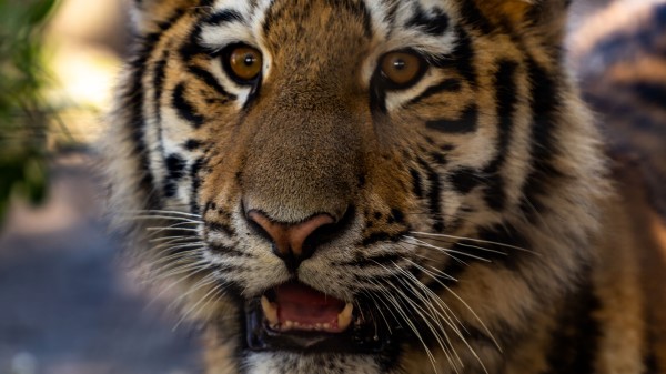 Tiger Cub View wallpaper