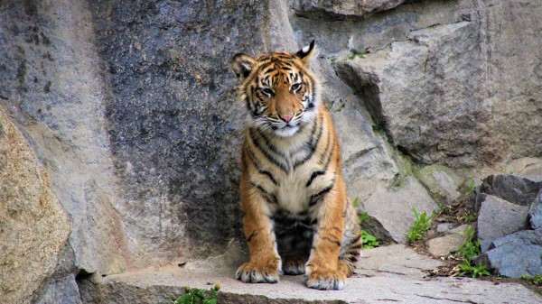 Tiger Cub Wild Cat wallpaper