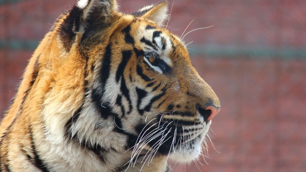 Tiger Face Nose Predator Wallpaper