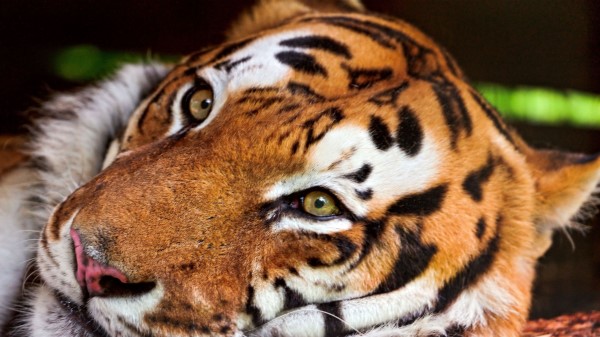 Tiger Face Predator Big Ca wallpaper