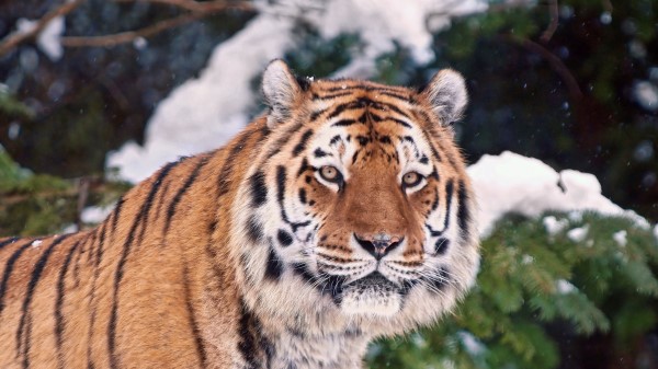 Tiger Face Snow Trees wallpaper