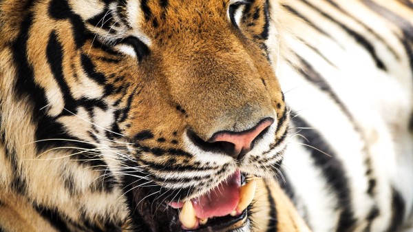 Tiger Face Teeth Nose wallpaper