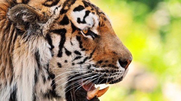 Tiger Face Teeth Predato Wallpaper