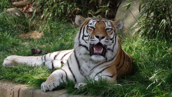 Tiger Fangs Jaws Image wallpaper