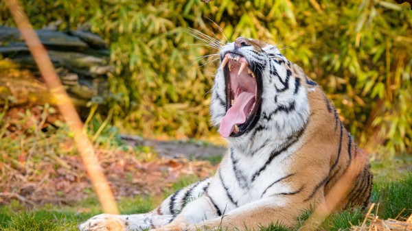 Tiger Fangs Jaws wallpaper