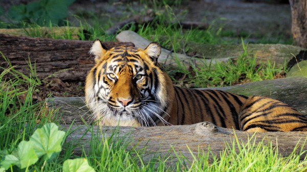 Tiger Glance Predator wallpaper