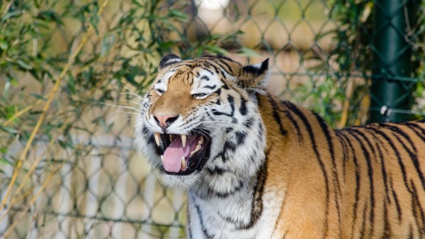 Tiger Grin Fangs Predator wallpaper