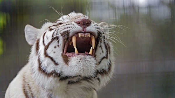 Tiger Grin Predator Image wallpaper