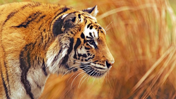Tiger Hd wallpaper