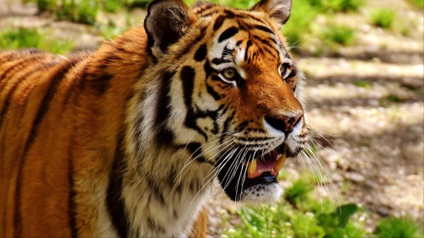 Tiger Muzzle Predator Grin wallpaper