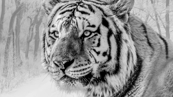 Tiger Muzzle Predator Image wallpaper