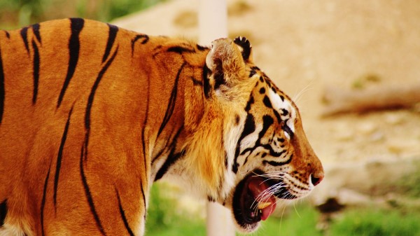 Tiger Muzzle Profile Predator wallpaper