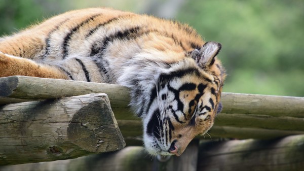 Tiger Muzzle Sleep Predator wallpaper