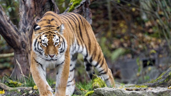 Tiger Predator Animal wallpaper