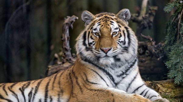 Tiger Predator Big Cat Image wallpaper