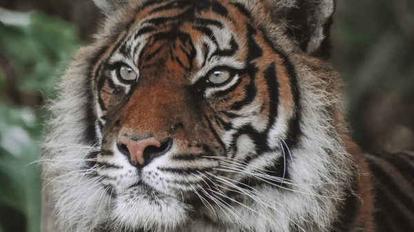 Tiger Predator Big Cat Img wallpaper