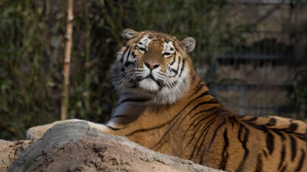 Tiger Predator Big Cat Lies wallpaper