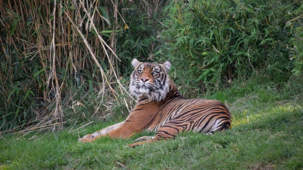 Tiger Predator Big Cat Pic wallpaper