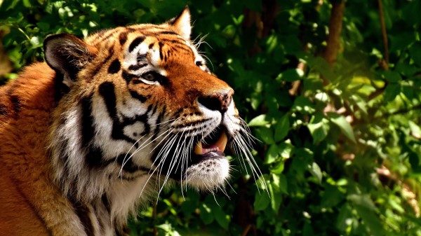 Tiger Predator Big Cat wallpaper