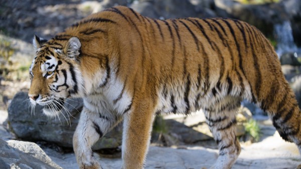 Tiger Predator Big Cat Wall wallpaper