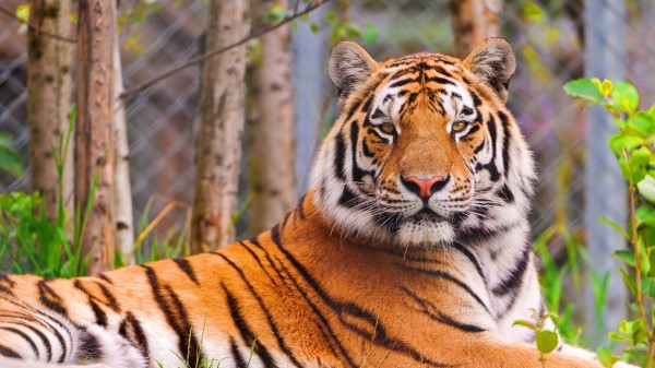 Tiger Predator Face Big Cat wallpaper
