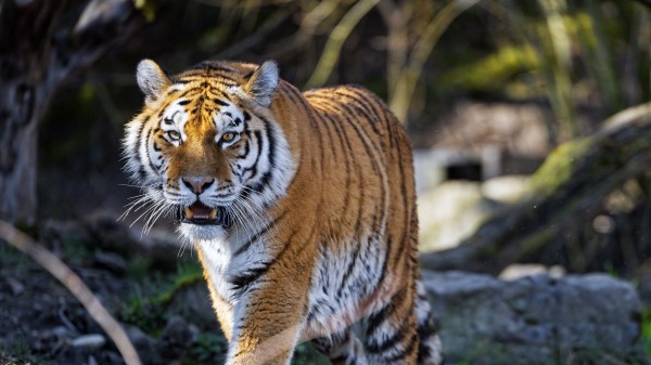Tiger Predator Fangs Image wallpaper