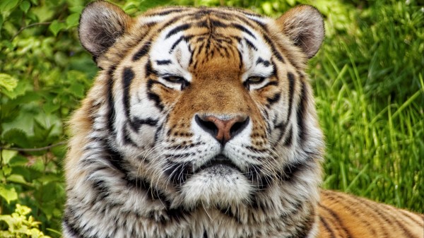 Tiger Predator Muzzle Big Cat wallpaper