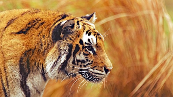 Tiger Predator Wildlife wallpaper