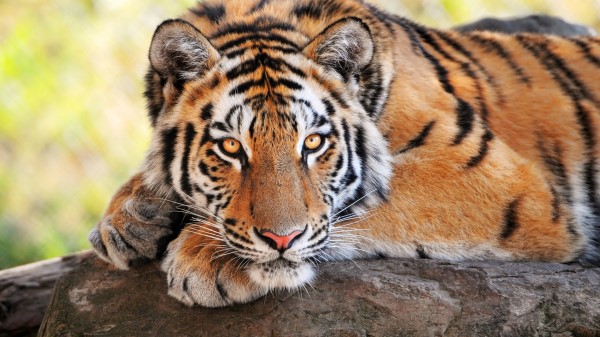 Tiger Stone Lying Big Cats Predator wallpaper