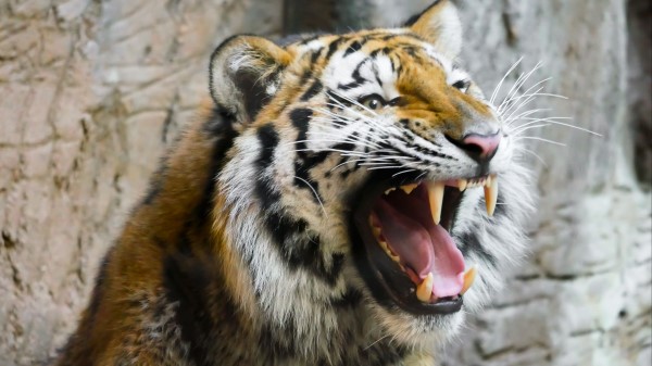 Tiger Teeth Predator Muzzle wallpaper