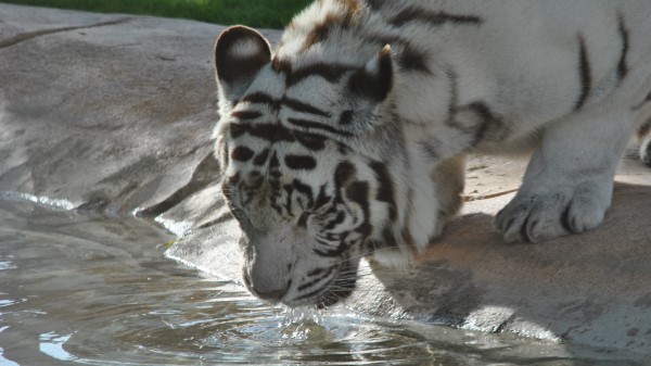 Tiger Watering Predator Muzzle wallpaper