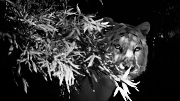Tiger White Tiger Bw wallpaper