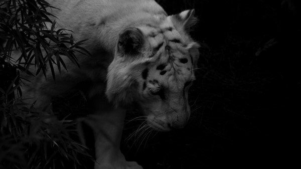 Tiger White Tiger Predator Image wallpaper