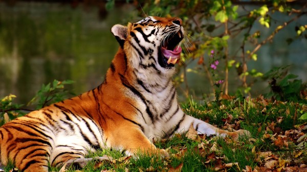 Tiger Yawns Predator Big Cat wallpaper