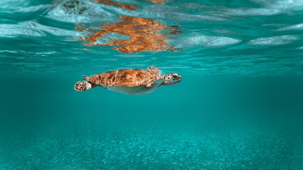 Turtle Animal Underwater World wallpaper