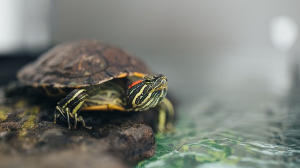 Turtle Animal Water wallpaper