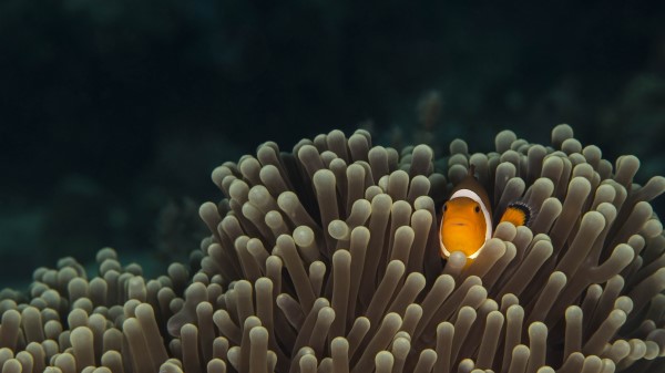 Underwater Algae Fish Hd Image wallpaper