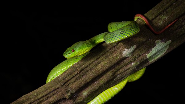 Viper Snake Reptile Image wallpaper