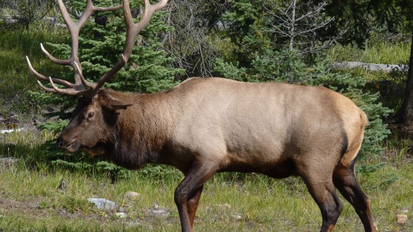 Wapiti Deer Large Grass Forest wallpaper