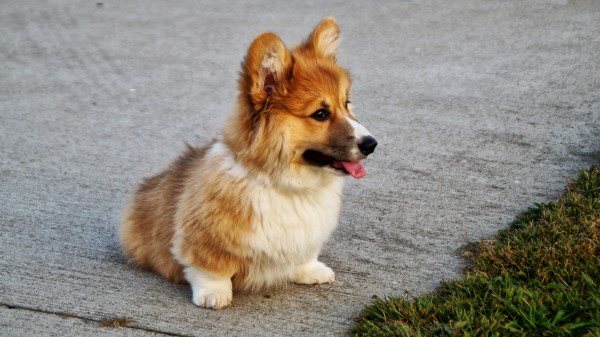 Welsh Corgi Puppy Dog wallpaper