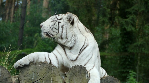 White Tiger Bengal Tiger Predator wallpaper
