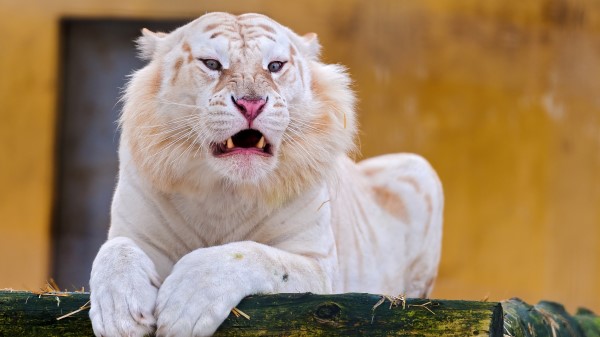 White Tiger Hd wallpaper